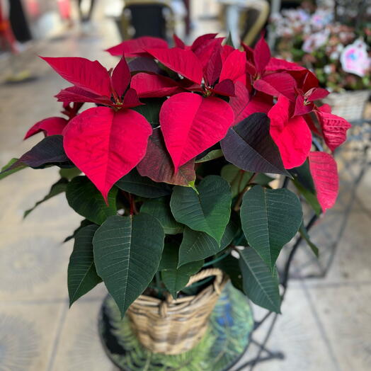 « Etoile de Noel » Poinsettia dans panier