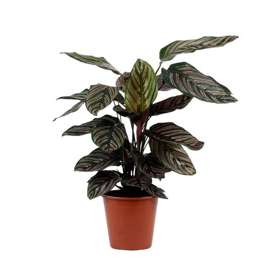 Calathea Sanderiana Plant – Peacock Plant