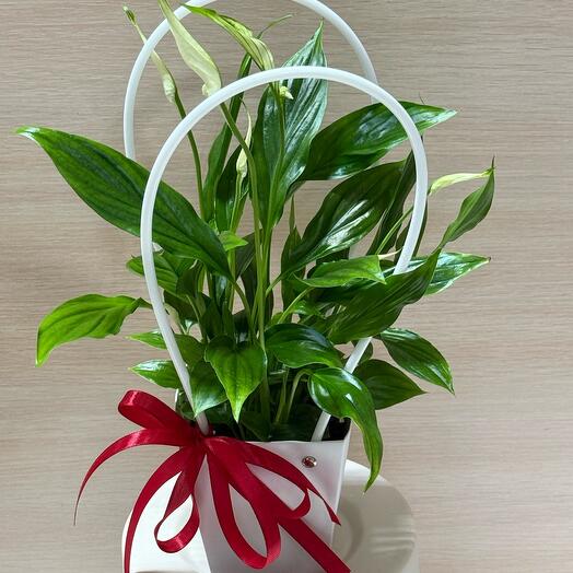 Spathiphyllum blanco