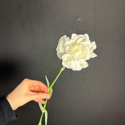 Flowly