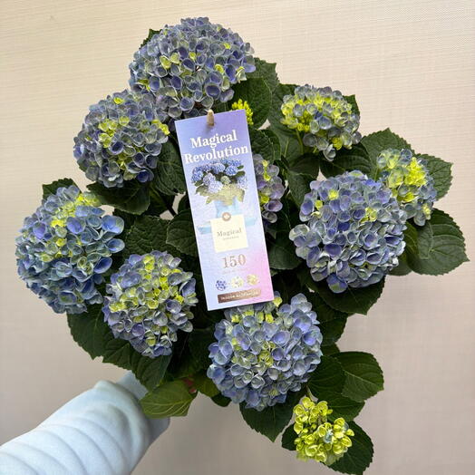 ML_flowers