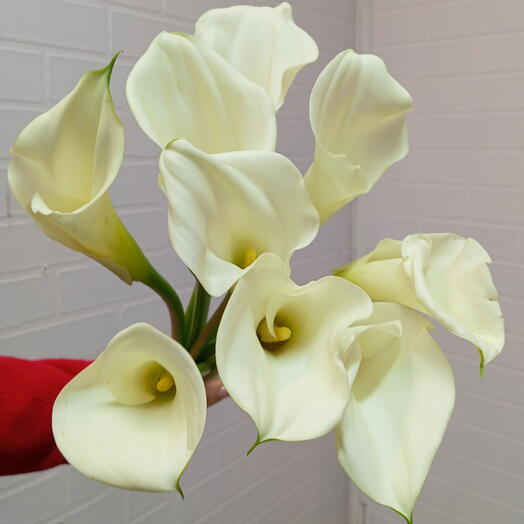 Beautiful Flowers