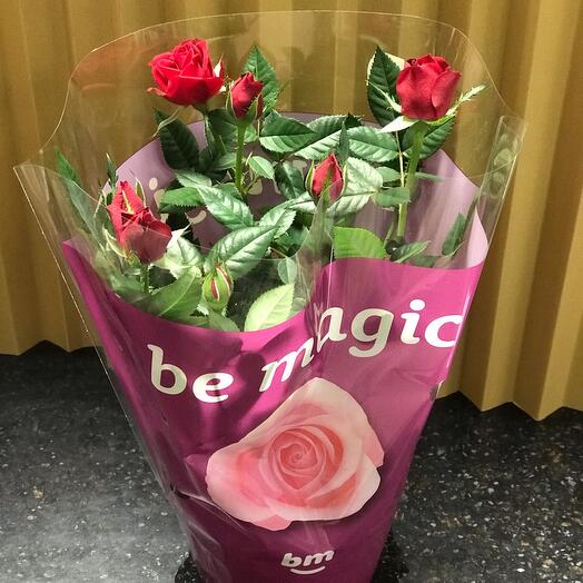 Rosa arbusto