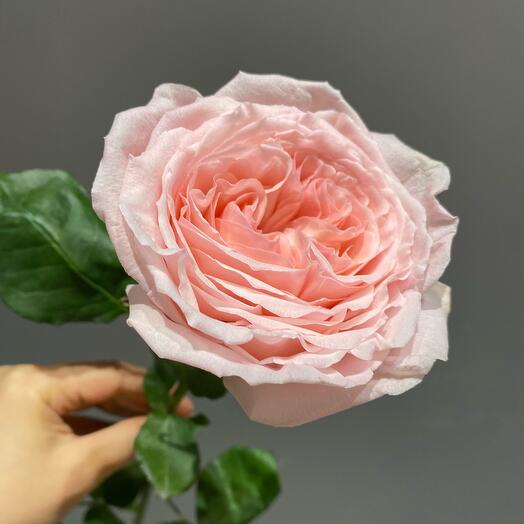 Fragrant rose Pink O'hara