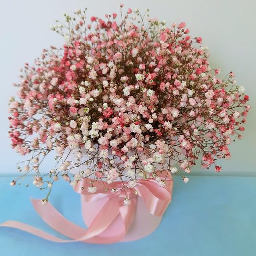 Gypsophila rosa en una Caja