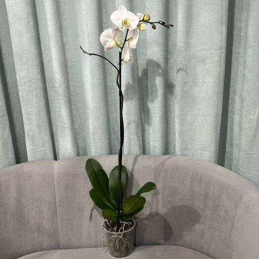 Комнатное растение высокий фаленопсис орхидея белая