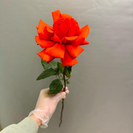 ML_flowers