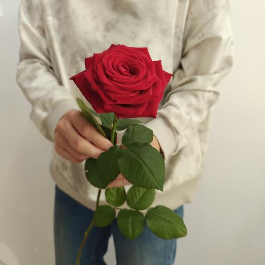 Cvety Blumen