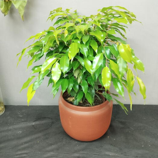 Ficus Golden