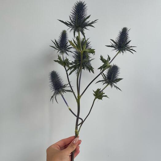 Синеголовник / Эрингиум