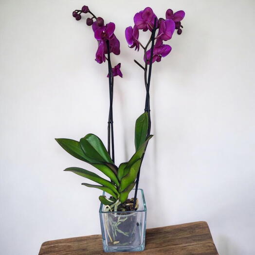 Orquidea Morada con macetero