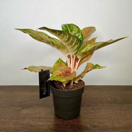 April_Plants