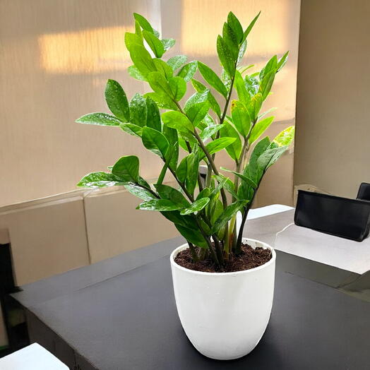 Zamioculcas Plant (ZZ Plant, Aroid Palm, Arum Fern)