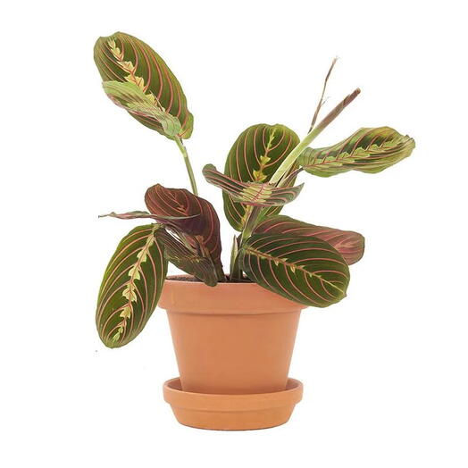 Maranta Leuconeura Fascinator Plant (Tricolor, Prayer Plant)