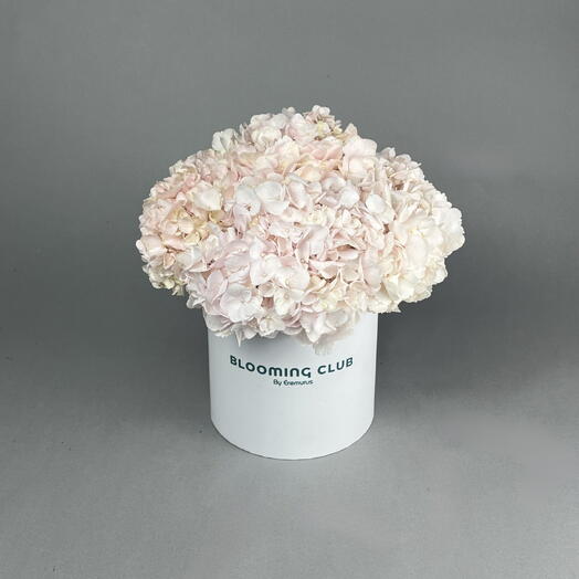 Pinkish hydrangea Box