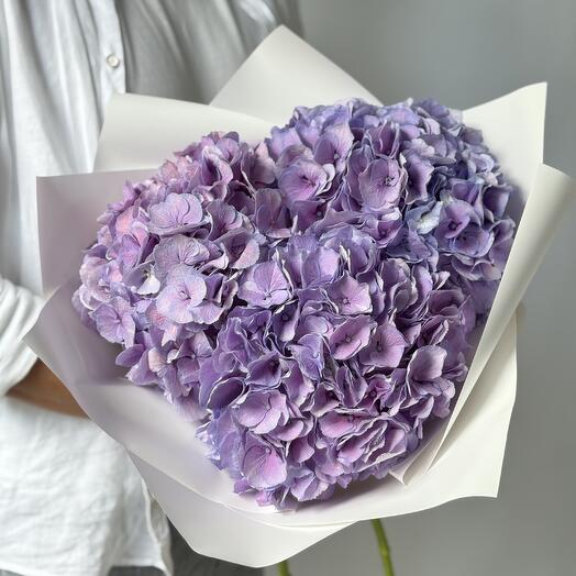 Гортензия Голландия фиолетовая 💜