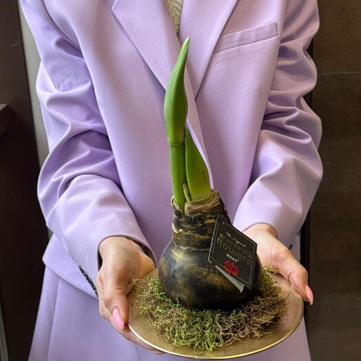 Lavochka “Tyulpany” Tulipes