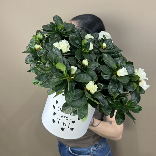 Амариллис