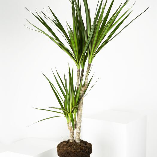 Dracaena Marginata