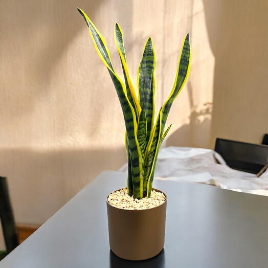 Sansevieria Trifasciata Plant (Snake plant) in a Beautiful Plastic Pot