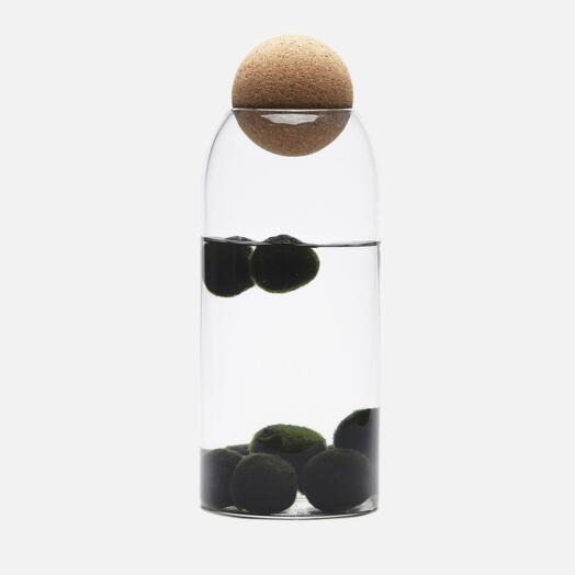 Mini Acuario Moss ball pet en botella / ecosistema HEIS