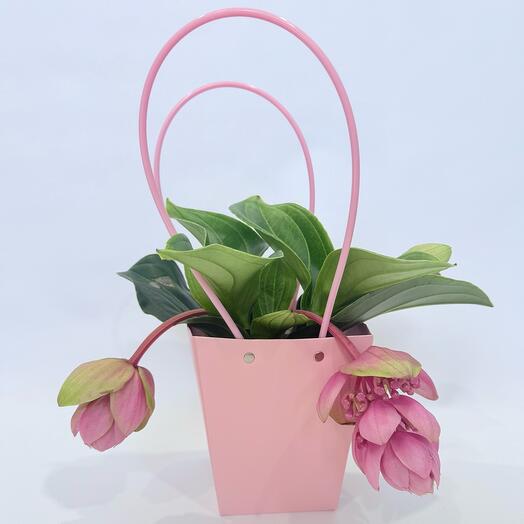 Medinilla Magnifica en bolsa de regalo