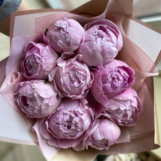Пионы САРА БЕРНАР 9шт 🌸