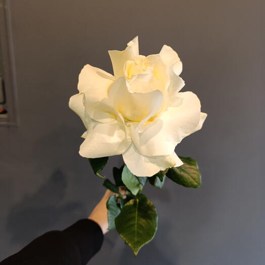 Роза французская белая