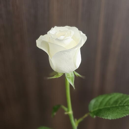 AmeliaFlowers