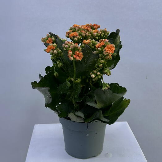 BB Flowers