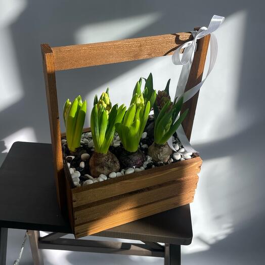 Гиацинт в ящике с декоративными камнями