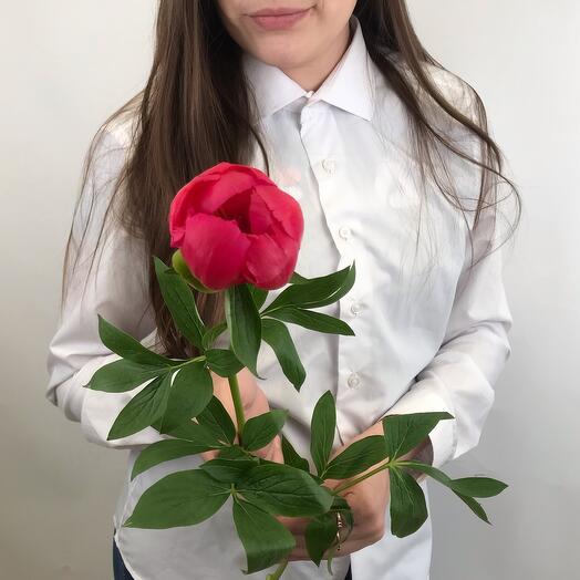 Пион Италия