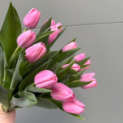 15 Tulipanes Rosas