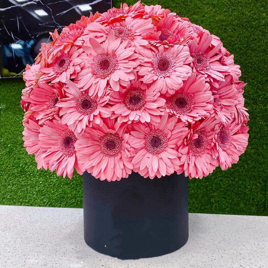 Gerbera pink