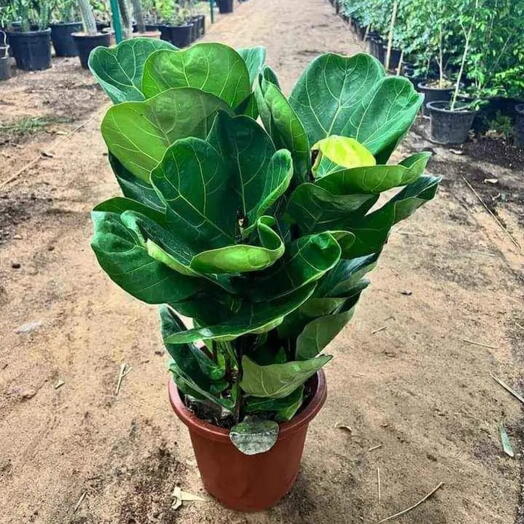 Fiddle leaf