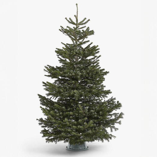 Fresh Christmas tree 4 feet