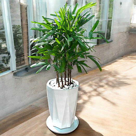 Rhapis Excelsa – Miniature Fan Palm – Ceramic Pot