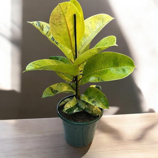 Ficus Shivereana