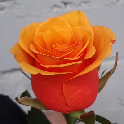 Rose of SPAIN