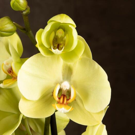 Орхидея Фаленопсис Лайм 2 ст