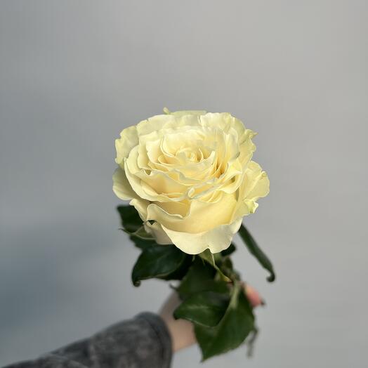Роза белая Мондиаль