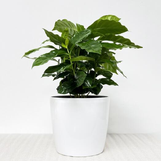 Кофе Арабика в белом кашпо с автополивом, высота 40 см