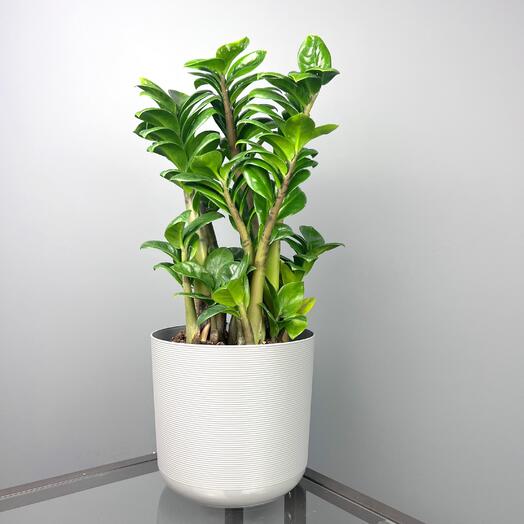 Замиокулькас жук зензи в сером горшке, 45см