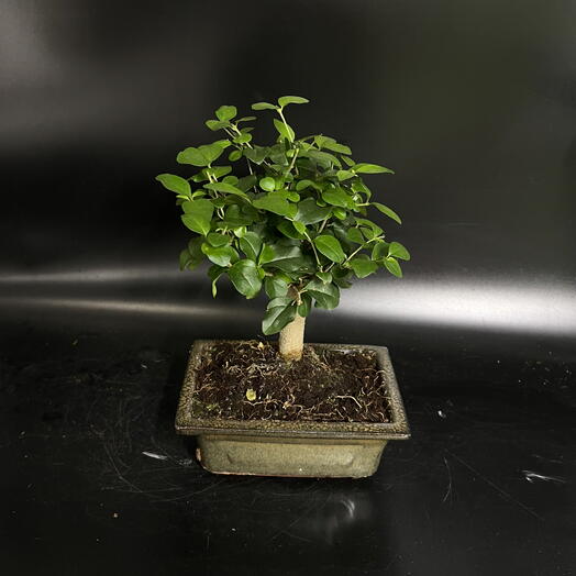 Flo Florarium