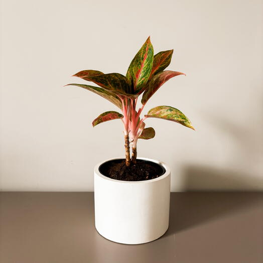 Musa Plants