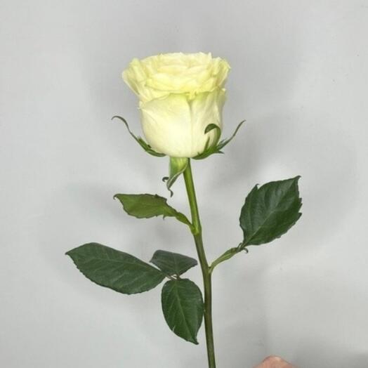Роза Мондиаль белая 50 см