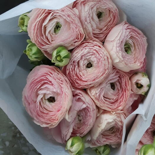 Fresh Rananculus shipment