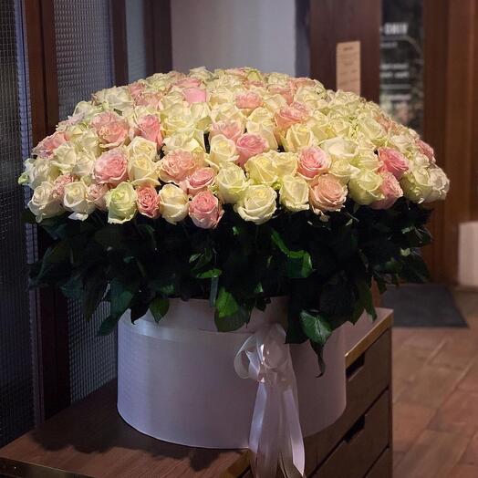 201 White and Pink rose in box