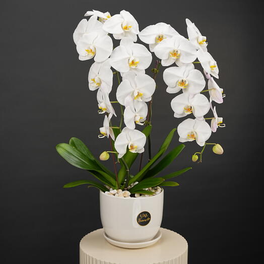 White Phalaenopsis Orchid Plant