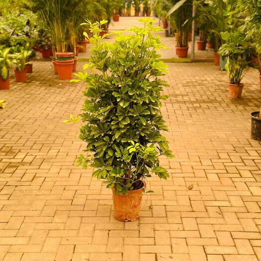 Schefflera green